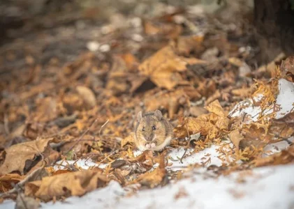 Copacii vor fi protejați: această tehnică simplă de înfășurare a trunchiurilor salvează de șoareci