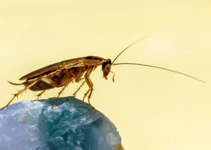 De ce nu ar trebui să striviți niciodată gândaci acasă: riscuri despre care nu știați