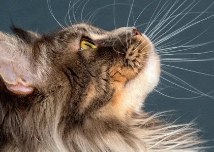 5 rase de pisici care sunt cele mai bune pentru familiile cu copii – sfatul veterinarilor