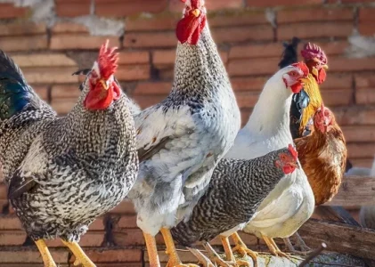 De ce apa caldă din coteț înseamnă maximum de ouă: Aflați secretul de a depune ouă iarna