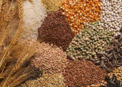 Aceste cereale înlocuiesc o tonă de îngrășământ: nu uitați să le împrăștiați în grădina dvs. de legume primăvara