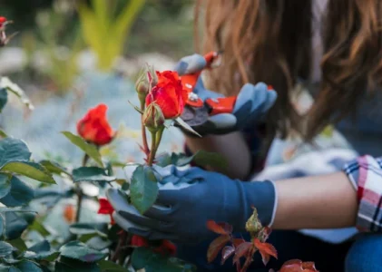 Acum este cel mai bun moment pentru tăierea trandafirilor: iată cum să îi înmulțești – oricine o poate face