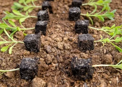 Blocuri de bază: cum să semănați răsaduri ecologice fără a folosi plastic