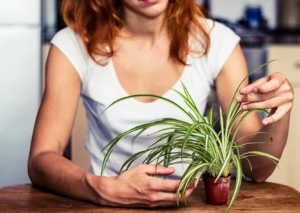 Ce plante de apartament să tăiați în ianuarie: 9 culori numite