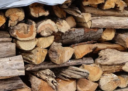 Cu siguranță nu este pentru încălzire: pădurarul a numit lemnul care „ia” căldura din casă