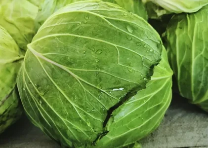 Cum să păstrați varza pentru a o păstra proaspătă timp de săptămâni: o singură greșeală poate strica totul