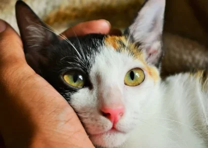 Fiecare proprietar de pisică ar trebui să știe acest lucru: de ce este atât de important să vorbești cu animalul tău de companie – atât pentru tine, cât și pentru pisica ta