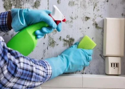 Mucegaiul nu se va mai întoarce: un remediu accesibil salvează pereții de petele întunecate