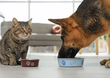 Pisicile pot fi hrănite cu mâncare pentru câini: de ce este periculos?