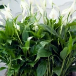 unde-sa-plasati-un-spathiphyllum-conform-feng-shui-in-2026.webp.webp