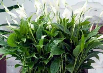 Unde să plasați un spathiphyllum conform feng shui în 2026: un loc care schimbă totul